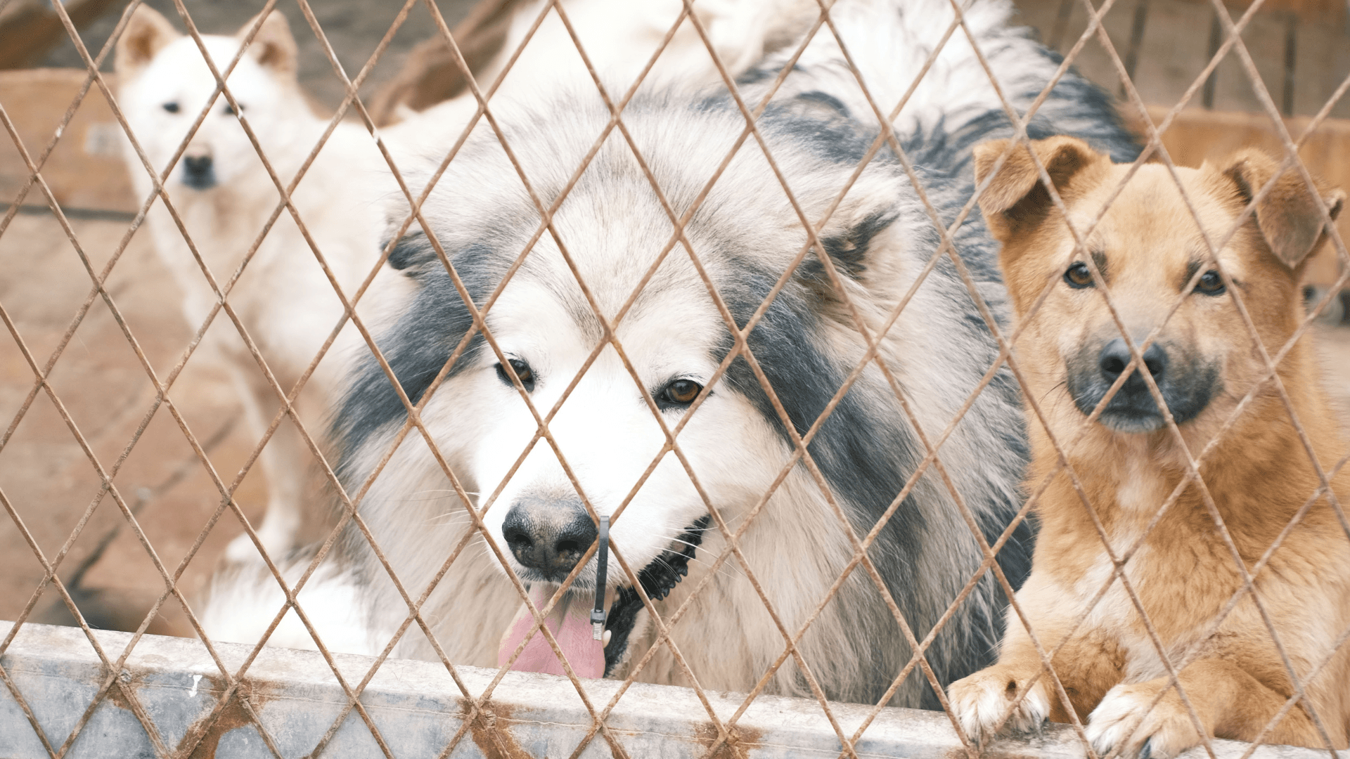Charity initiative with Amigos Peludos Bajo Cinca